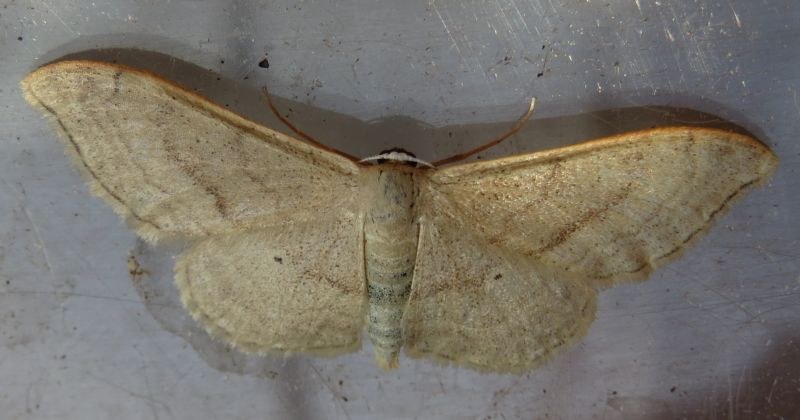 Idaea sp. (Sicilia) - Idaea degeneraria, Geometridae